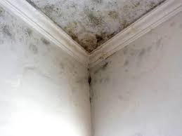 Murphy, TX Mold Removal Services Company