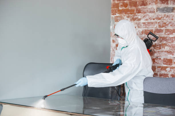 Why You Should Choose Our Mold Remediation Services in Murphy, TX